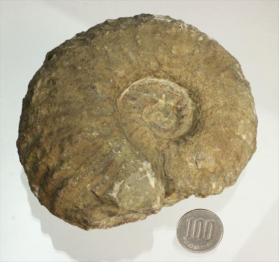 ボリュームのあるアンモナイト化石（その11）