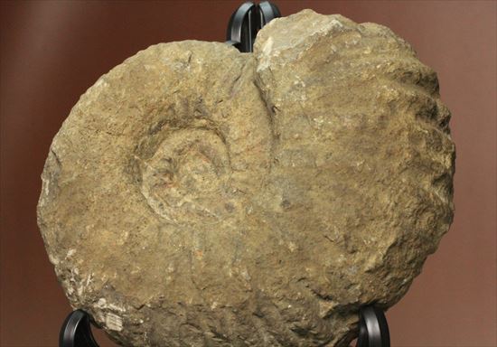 ボリュームのあるアンモナイト化石（その4）