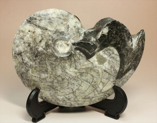 ゴニアタイトアンモナイトと直角石 工芸品