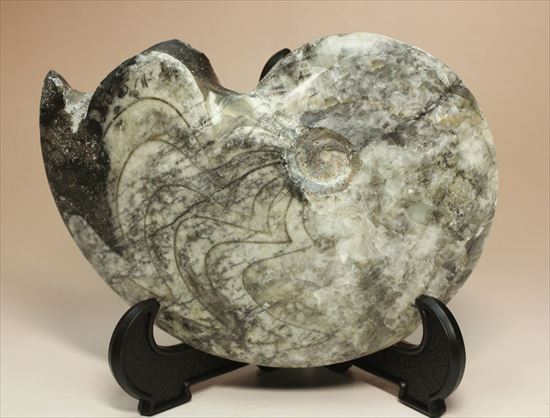 形の良いゴニアタイトアンモナイト(goniatite)（その2）