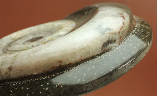 かわいらしい形が目に留まるゴニアタイトアンモナイト(goniatite