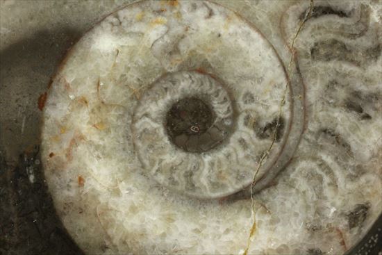 かわいらしい形が目に留まるゴニアタイトアンモナイト(goniatite)（その2）