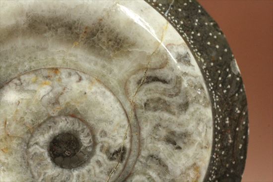 かわいらしい形が目に留まるゴニアタイトアンモナイト(goniatite