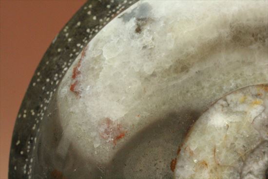 かわいらしい形が目に留まるゴニアタイトアンモナイト(goniatite)（その9）