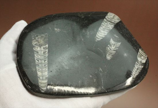 直角石（オルソセラス）のカルテット（4標本が同時に見られるプレート標本）（その10）