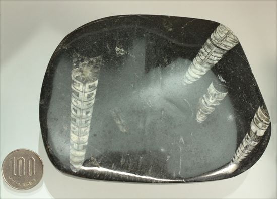 直角石（オルソセラス）のカルテット（4標本が同時に見られるプレート標本）（その11）