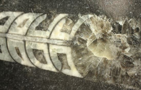 直角石（オルソセラス）のカルテット（4標本が同時に見られるプレート標本）（その5）