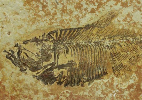 約5000万年前の魚化石ワイオミング州ディプロミスタス(Diplomystus)