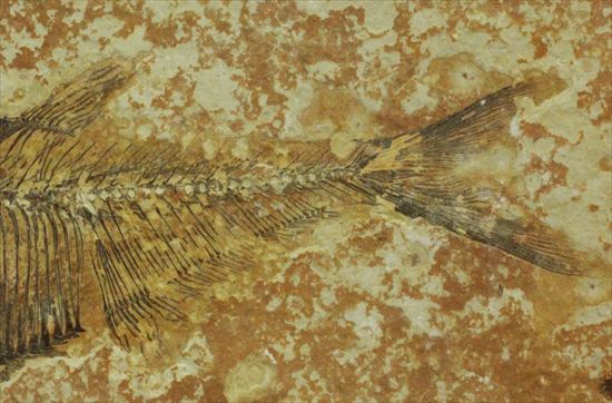 約5000万年前の魚化石ワイオミング州ディプロミスタス(Diplomystus)