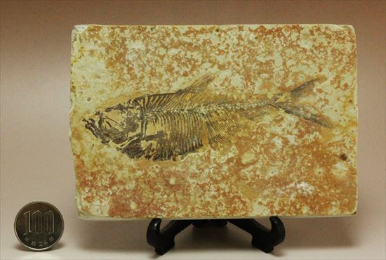 約5000万年前の魚化石ワイオミング州ディプロミスタス(Diplomystus)（その6）