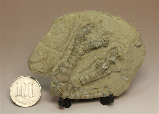植物のように見えて動物のウミユリ（海百合）の化石（その11）