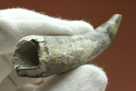 マッコウクジラの歯 傷や汚れあり】【B-19】 マッコウクジラ 鯨 歯