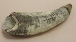 珍しい古代のマッコウクジラの歯の化石(Physeteridae Sperm Whale)