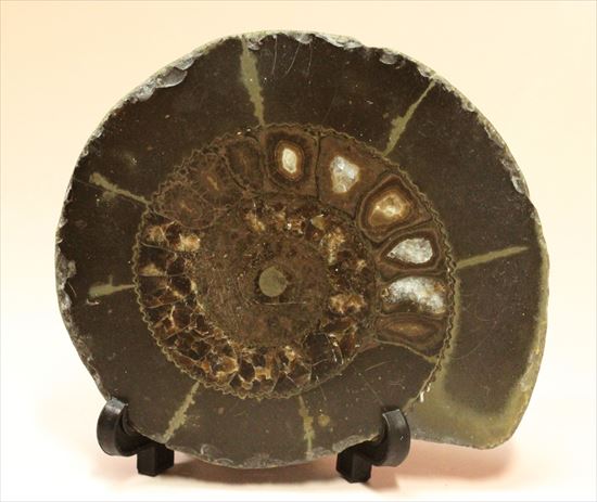 房の構造が見えるハーフカットアンモナイト(Ammonite)（その1）