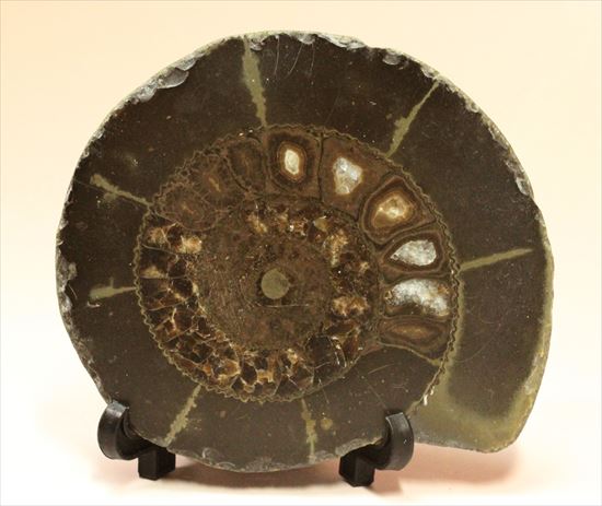房の構造が見えるハーフカットアンモナイト(Ammonite)(その1)