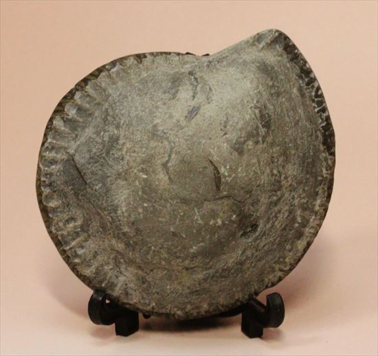 房の構造が見えるハーフカットアンモナイト(Ammonite)(その2)