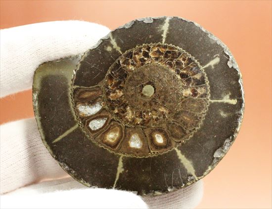 房の構造が見えるハーフカットアンモナイト(Ammonite)(その3)