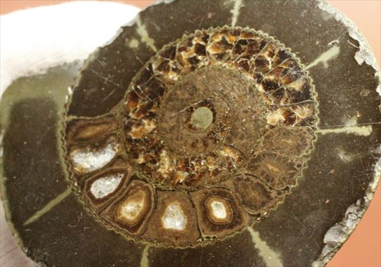 房の構造が見えるハーフカットアンモナイト(Ammonite)(その4)
