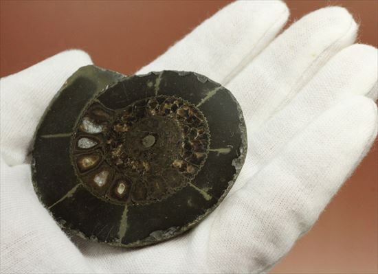 房の構造が見えるハーフカットアンモナイト(Ammonite)(その5)