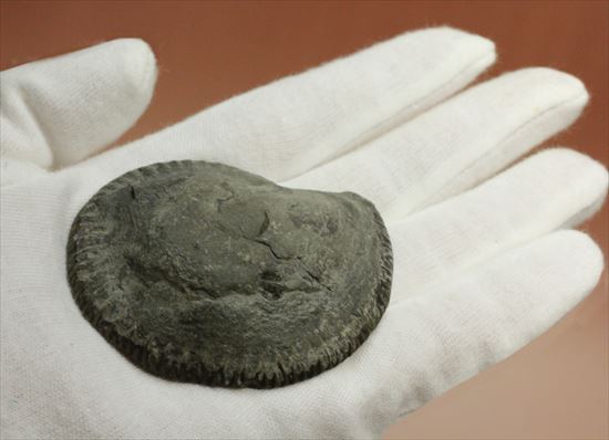 房の構造が見えるハーフカットアンモナイト(Ammonite)(その6)