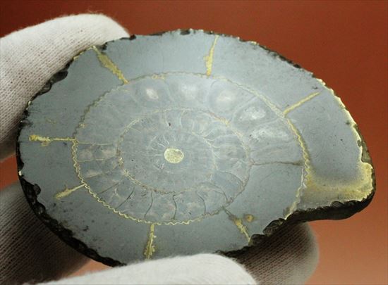 房の構造が見えるハーフカットアンモナイト(Ammonite)(その7)