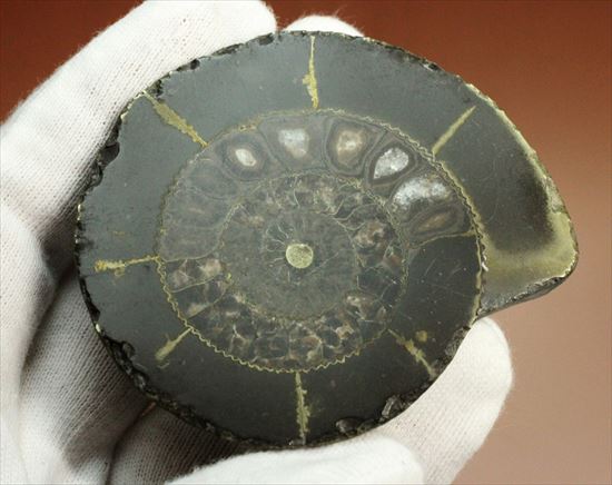 房の構造が見えるハーフカットアンモナイト(Ammonite)(その8)