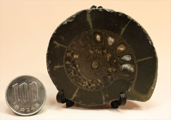 房の構造が見えるハーフカットアンモナイト(Ammonite)(その9)