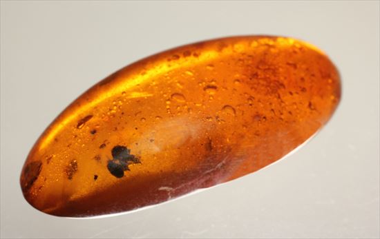 ドミニカ産の虫入り琥珀(その1)