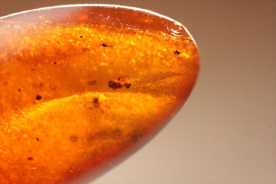ドミニカ産の虫入り琥珀(その10)