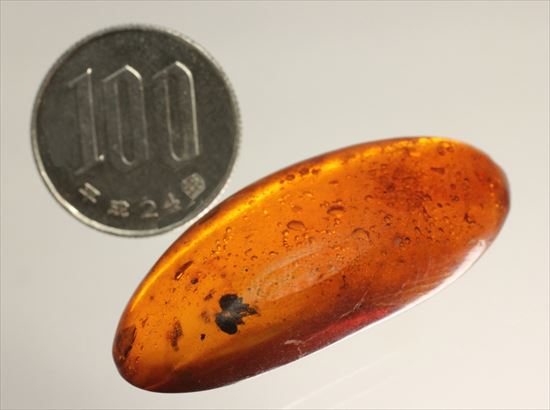 ドミニカ産の虫入り琥珀(その19)