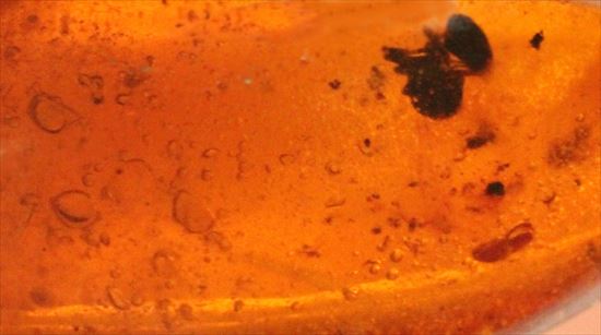 ドミニカ産の虫入り琥珀(その9)