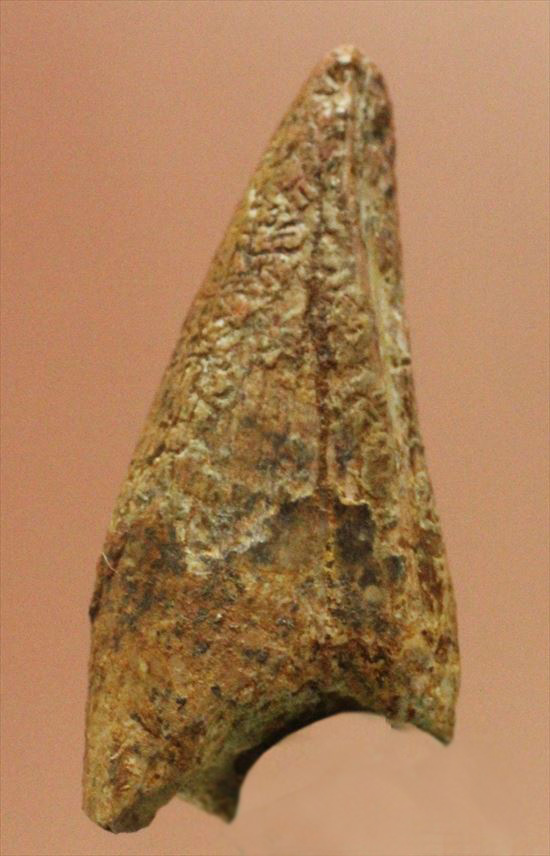 レア！アルバートサウルスの歯化石(Albertosaurus premax tooth)（その1）