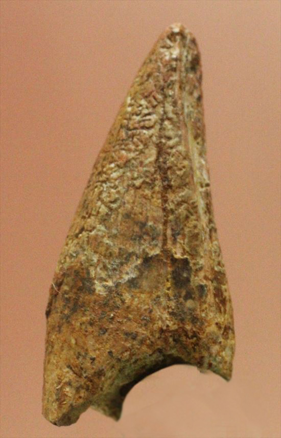 レア!アルバートサウルスの歯化石(Albertosaurus premax tooth)(その1)