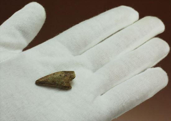 レア!アルバートサウルスの歯化石(Albertosaurus premax tooth)(その10)