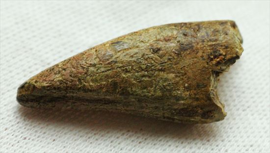 レア!アルバートサウルスの歯化石(Albertosaurus premax tooth)(その11)