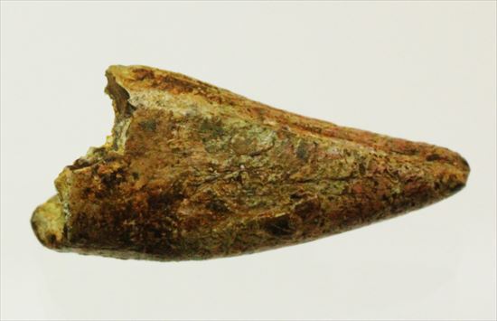 レア！アルバートサウルスの歯化石(Albertosaurus premax tooth)（その12）