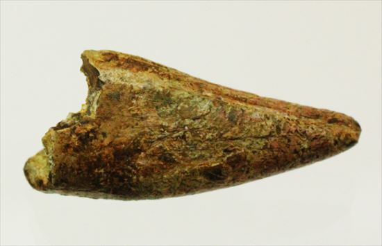 レア!アルバートサウルスの歯化石(Albertosaurus premax tooth)(その12)