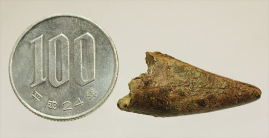 レア！アルバートサウルスの歯化石(Albertosaurus premax tooth)（その13）