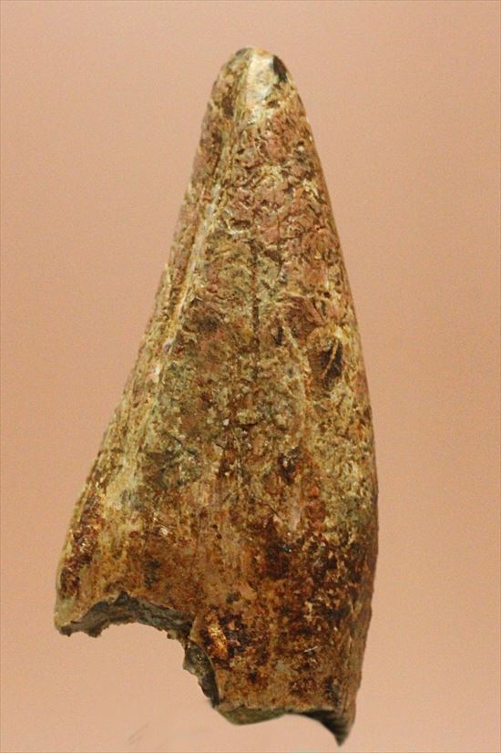 レア!アルバートサウルスの歯化石(Albertosaurus premax tooth)(その2)
