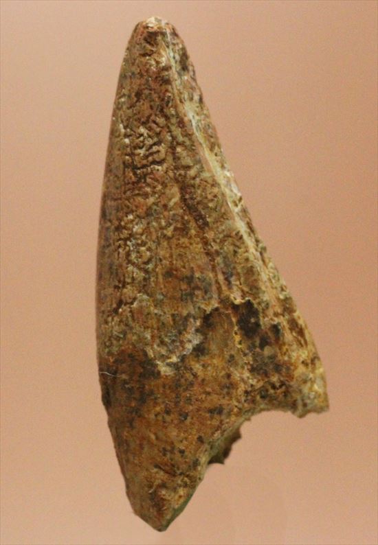 レア！アルバートサウルスの歯化石(Albertosaurus premax tooth)（その3）