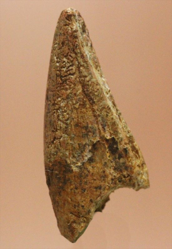 レア!アルバートサウルスの歯化石(Albertosaurus premax tooth)(その3)