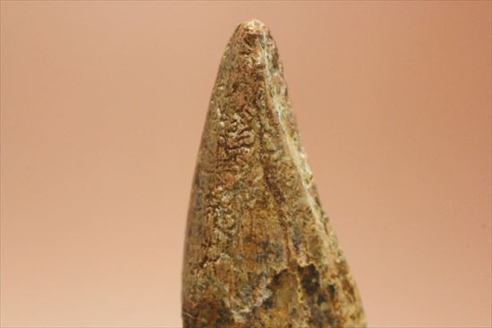 レア！アルバートサウルスの歯化石(Albertosaurus premax tooth)（その4）