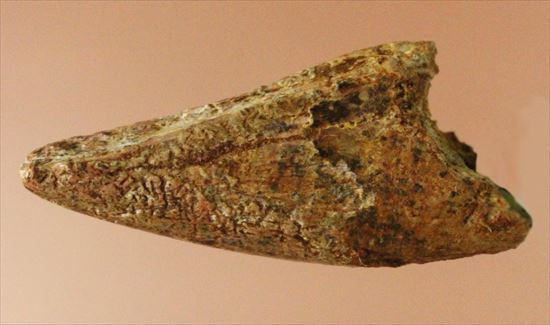レア！アルバートサウルスの歯化石(Albertosaurus premax tooth)（その5）