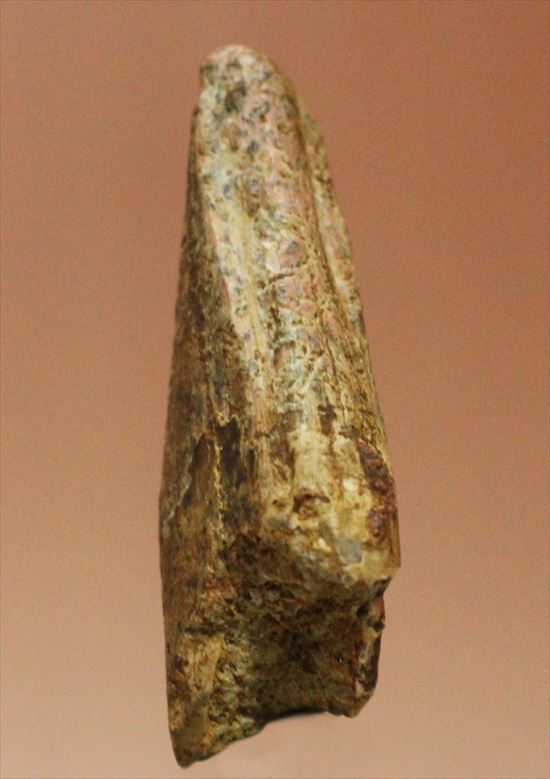 レア！アルバートサウルスの歯化石(Albertosaurus premax tooth)（その6）