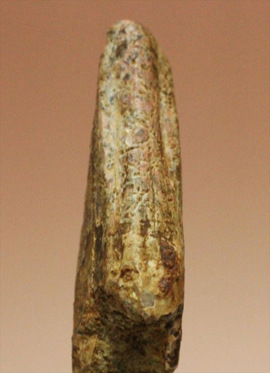 レア!アルバートサウルスの歯化石(Albertosaurus premax tooth)(その7)