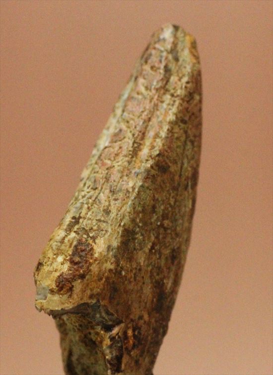 レア！アルバートサウルスの歯化石(Albertosaurus premax tooth)（その8）
