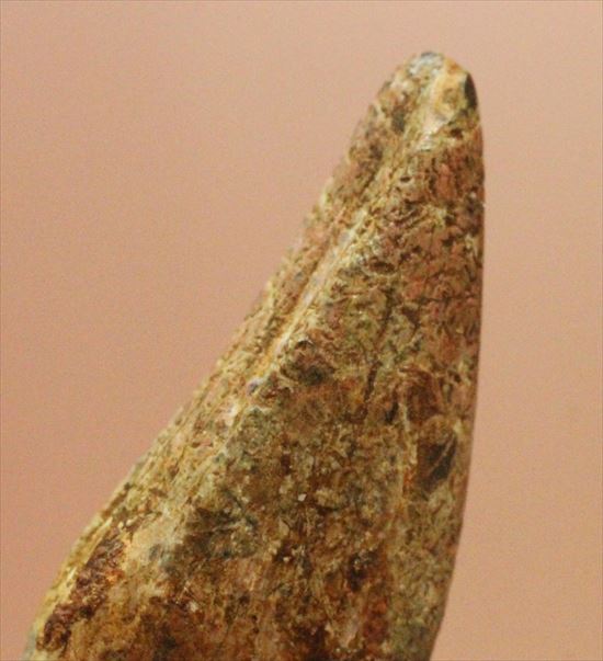 レア！アルバートサウルスの歯化石(Albertosaurus premax tooth)（その9）