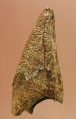 レア！アルバートサウルスの歯化石(Albertosaurus premax tooth)