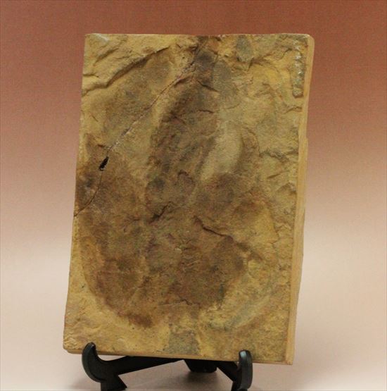 珍しい色、鋭い爪痕！小型獣脚恐竜グラレーターの足跡化石(Grallator track)（その1）