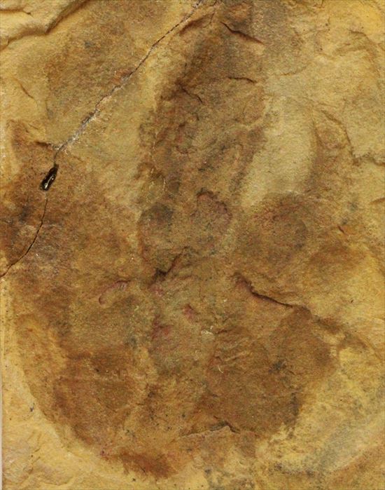 珍しい色、鋭い爪痕！小型獣脚恐竜グラレーターの足跡化石(Grallator track)（その2）